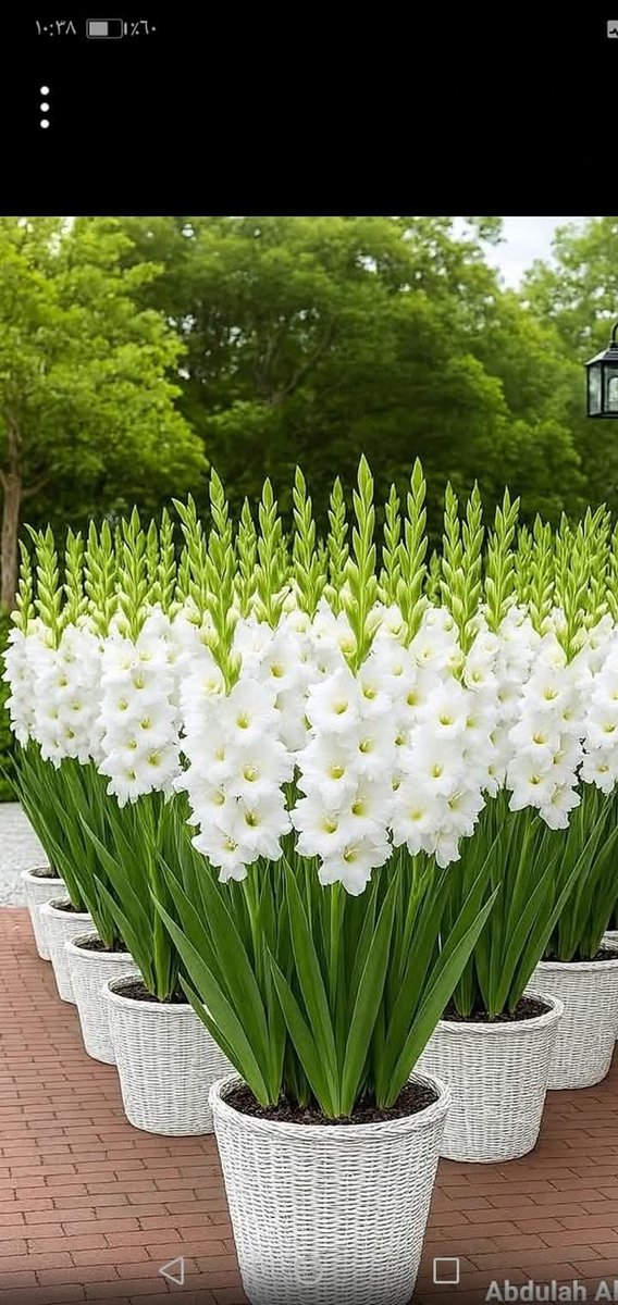 Maged Ali tweet media