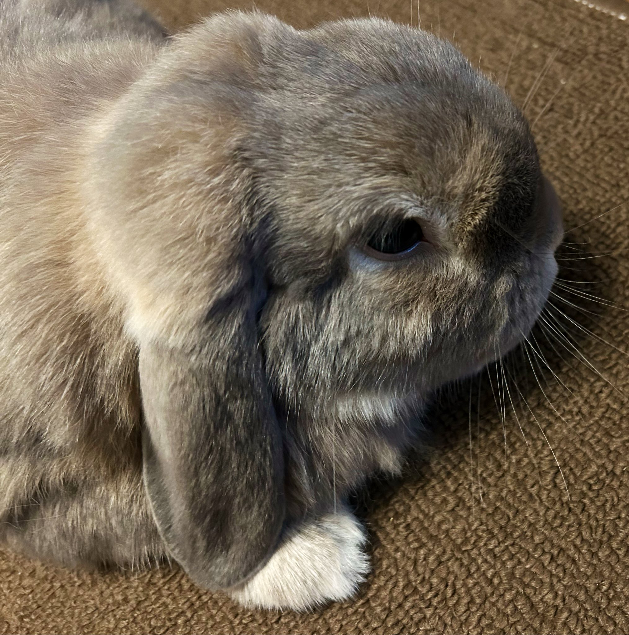 うささん(⁠ ⁠•͈⁠ᴗ⁠•͈⁠) coreさん on X: 