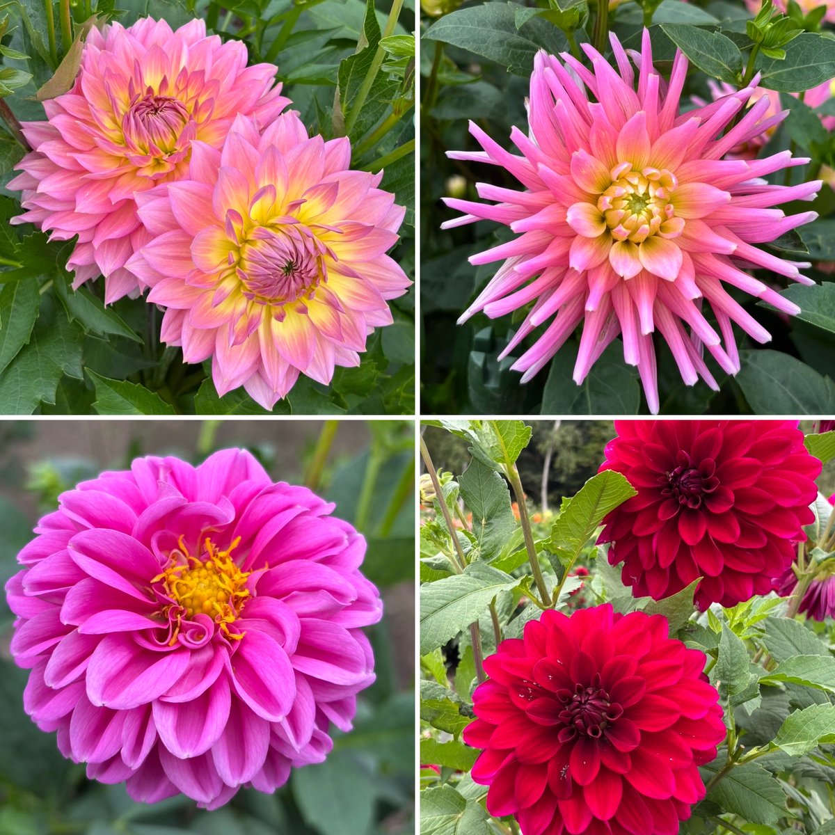 kitten_holic's tweet photo. 🌸百合が原公園のダリアの見頃はそろそろ終わりです…🌸
鮮やかで堂々と咲く姿は、見ているだけで元気をくれる、そんなお花です。
そして、このダリアを育ててくれている公園の方々にも感謝を込めて。
また来年も、綺麗に咲いてくれますように💓
#猫 
#花
#北海道
#札幌
#百合が原公園
#ダリア https://t.co/rUI4yiOFm4
