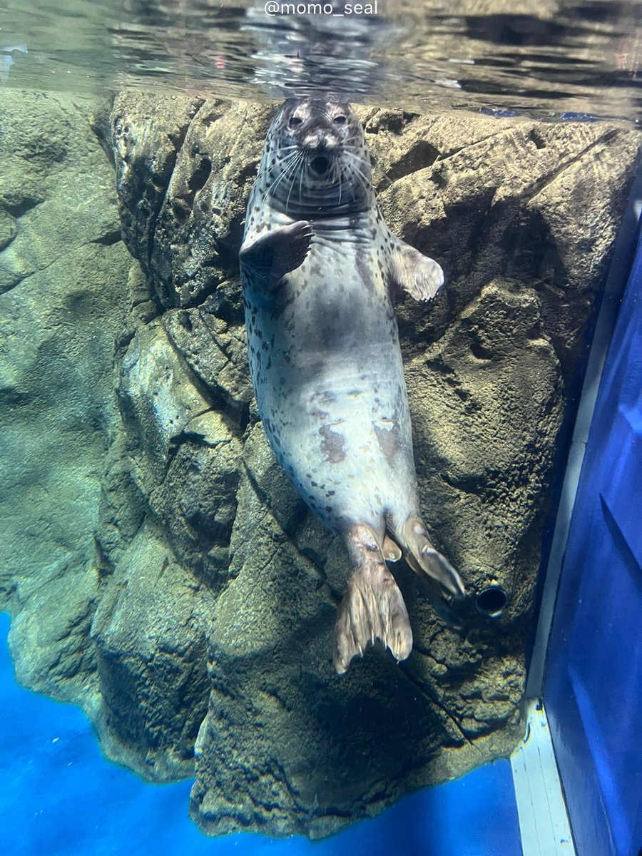 momo_seal's tweet image. ココアちはどの瞬間も可愛いんだけど、
変顔も可愛くて好き🦭笑

これは先日のちょい変顔プリンセス。

2025.9

#新江ノ島水族館 #ココア