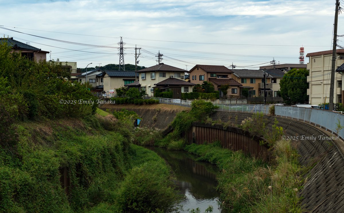 EAMahon's tweet photo. October 3rd - Rainy Reflection (puddles, rivers)
It wasn't raining today, but it'll be rainy tomorrow. I walked along the river, hoping to get a few shots.
The river near my house is overgrown. It's nice to see a lot of green.
#octoberly #Japan #Autumn #photography #river https://t.co/GmyKL2xAaR