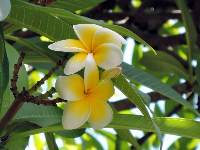 蟒龜Krieg tweet media