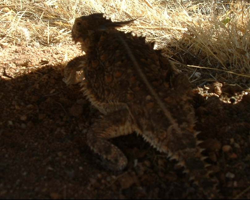 real_mjc's tweet image. where is that dang cat? (meanwhile in casa grande)
