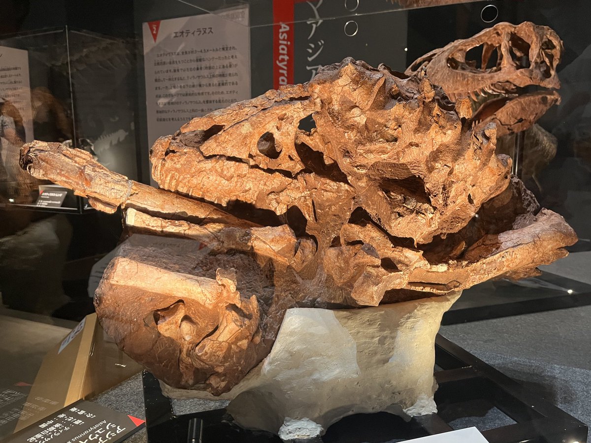 SeishiroTada's tweet image. Asiatyrannus xui at @FukuiDinosaurs
#FossilFriday
