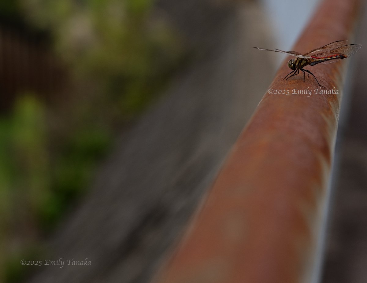 #octoberly bonus shot...

There were a bunch of red #dragonflies flying around today, mainly in the vegetation. This one flew up onto the railing. Taken on October 3rd.

#Japan #Autumn #photography