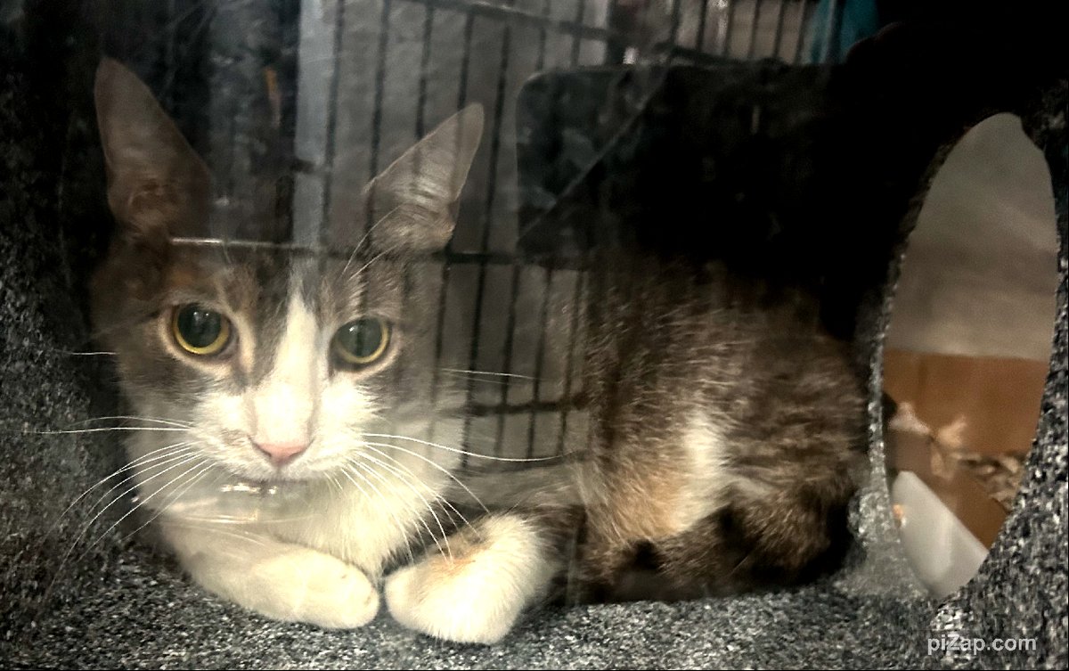 NYCDEATHROWCATS's tweet photo. SENIOR ALERT!
Owner came to surrender Bobi due to her has discovered a medical issue. She is going to need treatment and her fiance is going to help her. Unfortunately he is very allergic to the cat. Please consider helping Bobi. 
https://t.co/WT35CEpPA0 https://t.co/RHwJv4QVOi