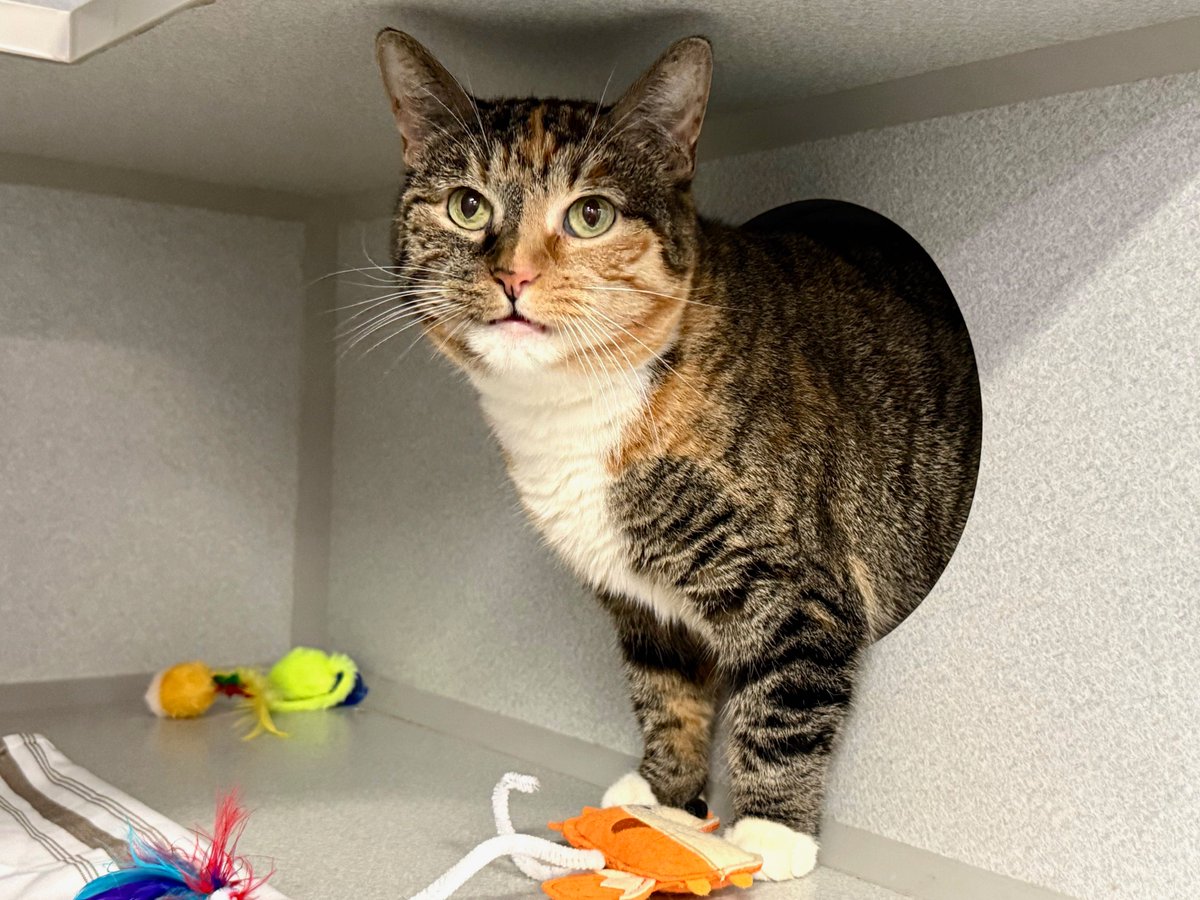 NYCDEATHROWCATS's tweet photo. Owner arrived at MACC on 08/27 for her O/S appointment for DSH named Treasure. The client stated she is surrendering due to moving into an building with no pet policy plus Treasure's aggression. Click link for full story. 
https://t.co/RShmXj2odV https://t.co/EkIc3IdN9w