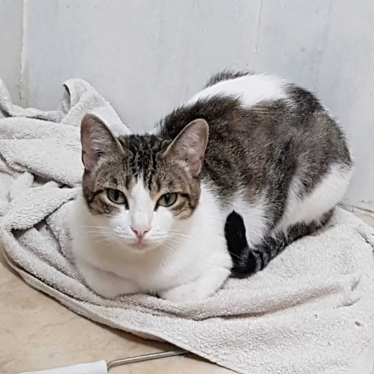 SosAbuelos1's tweet photo. #Alicante
Esta preciosa gatita de 14 años está pasando una temporada difícil, su dueña murió y nadie se puede hacer cargo...

Tenemos hasta el domingo para encontrarle un hogar. 
Por favor compartir!!

Contacto; 669 74 01 43 Emilio https://t.co/fHw7bVTgc0