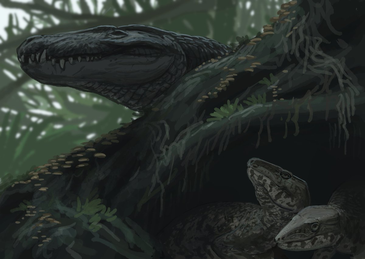 Today on #Croctober lets leave Neosuchia behind and go look at Notosuchia
There is some evidence that the genus Caipirasuchus possessed structures that may have functioned as resonating chambers, not unlike those of hadrosaurs or the antelope Rusingoryx
Art by Joschua Knüppe