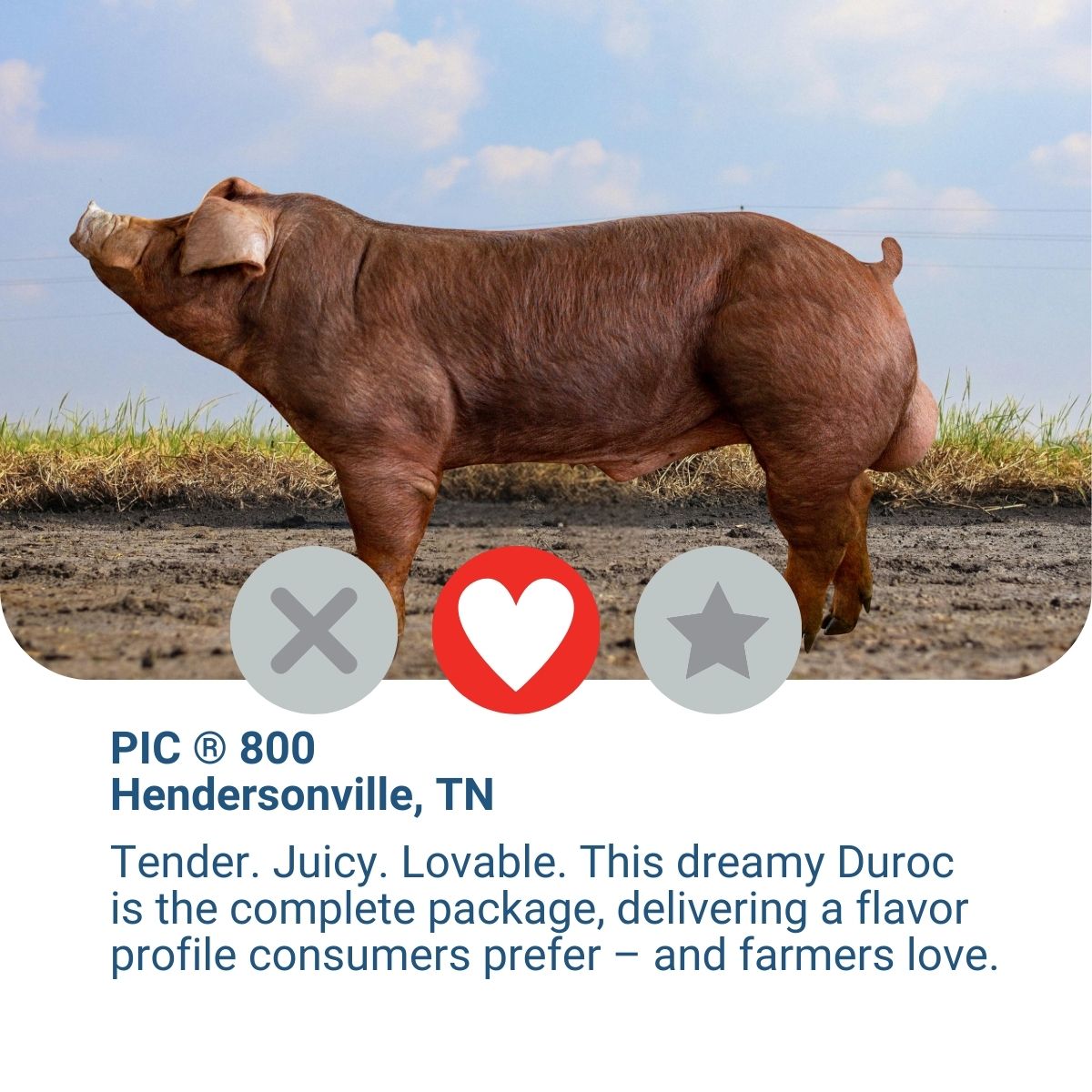 Tender. Juicy. Lovable. 😍

This dreamy Duroc is the complete package, delivering a flavor profile consumers prefer – and farmers love.

Swipe right ➡️
Ihttps://bit.ly/4pNZ5ml 

#PICGenetics #PIC800 #YouveMatched #SwineGenetics