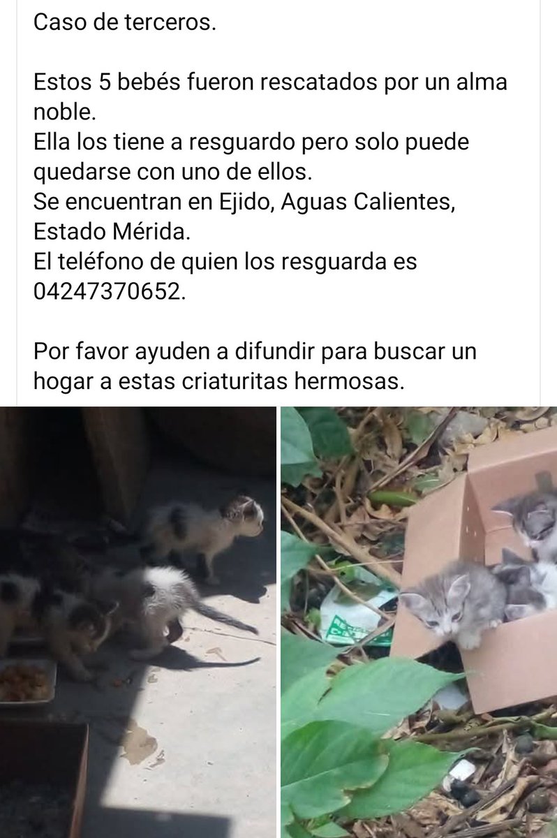 Hermosos gatitos en adopción responsable, Mérida Venezuela