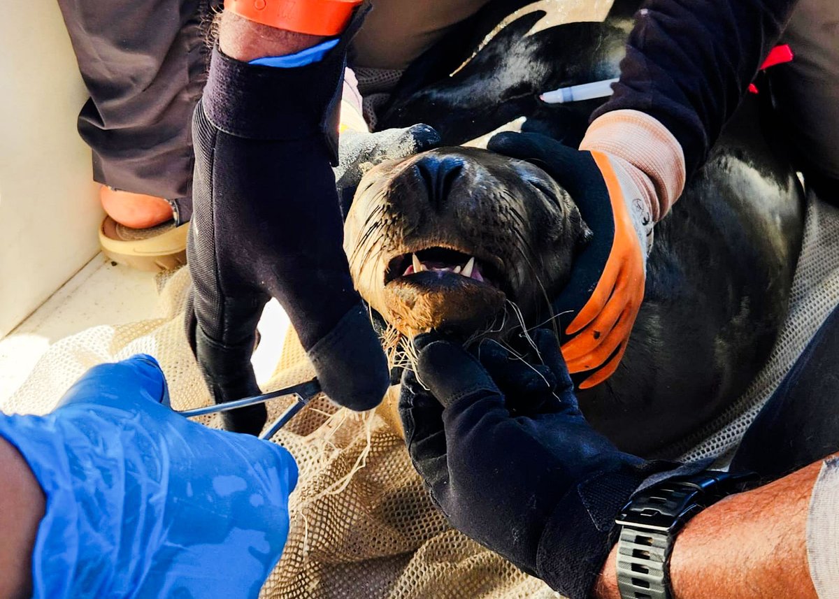 PROFEPA_Mx's tweet photo. En un operativo especial en Baja California, retiramos con éxito los restos de redes de pesca de 8 Lobos Marinos de California con el método “sedación remota”, que previene riesgos y accidentes durante las labores de manejo y contención. Los ejemplares están en estado de desarrollo juvenil de 1 a los 3 años de edad.

Con esta acción, mantenemos un ecosistema saludable y ayudamos a que las poblaciones de lobo marino no sean severamente afectadas por las actividades que realiza el ser humano. 🌊
