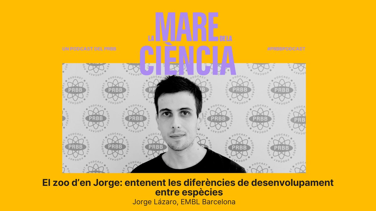 🎙️En motiu del #DiaMundialDelsAnimals, al #PRBBPodcast #LaMareDeLaCiència parlem amb <a href="/JorgeLazaroF/">Jorge Lázaro</a> del <a href="/EMBLBarcelona/">EMBL Barcelona</a>, que ha creat un petit zoo de cèl·lules mare per entendre com es desenvolupen els embrions en diferents espècies.

🎧Escolta’l aquí 👉 tuit.cat/y31xe
