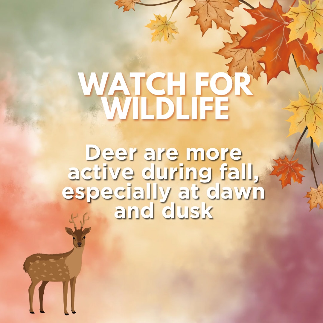 Chile10's tweet image. Fall is here and with the new season comes cooler weather, cozy nights, and new routines. Here are a few tip that can bring peace of mind all season long.

#ProtectionMattersAgency #autoinsurance #homeinsurance #lifeinsurance #InsuranceSavings #safety #fall