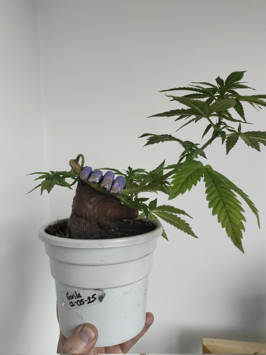 CHIFLADO🤪® tweet media