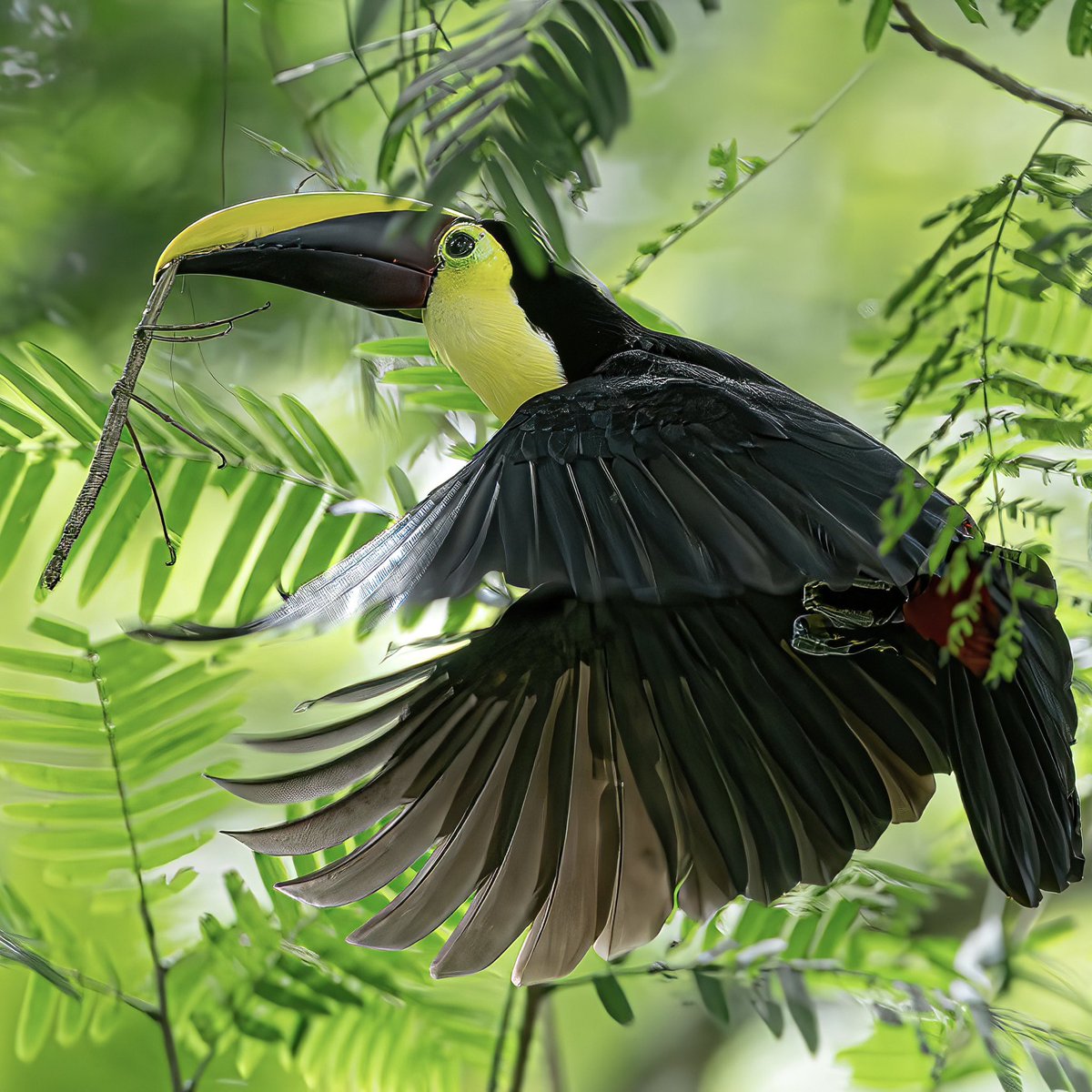 macro_action's tweet image. Still one of my favourite moments in Costa Rica when the Yellow Throated Toucan flew off with the large stick insect 🤩