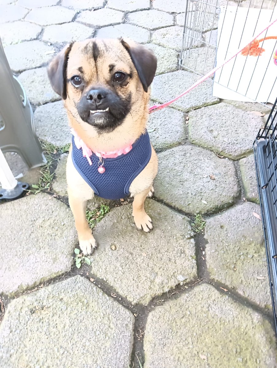 Otra nena a la que nos dejan plantada está semana. Laika , el "adoptante" ya no contesta...
🥺 Solo juegan con los sentimientos de los perritos 
Tiene 3 años, es muy tierna, esterilizada. 
Si te interesa adoptar manda wats 5548724347
#cdmx