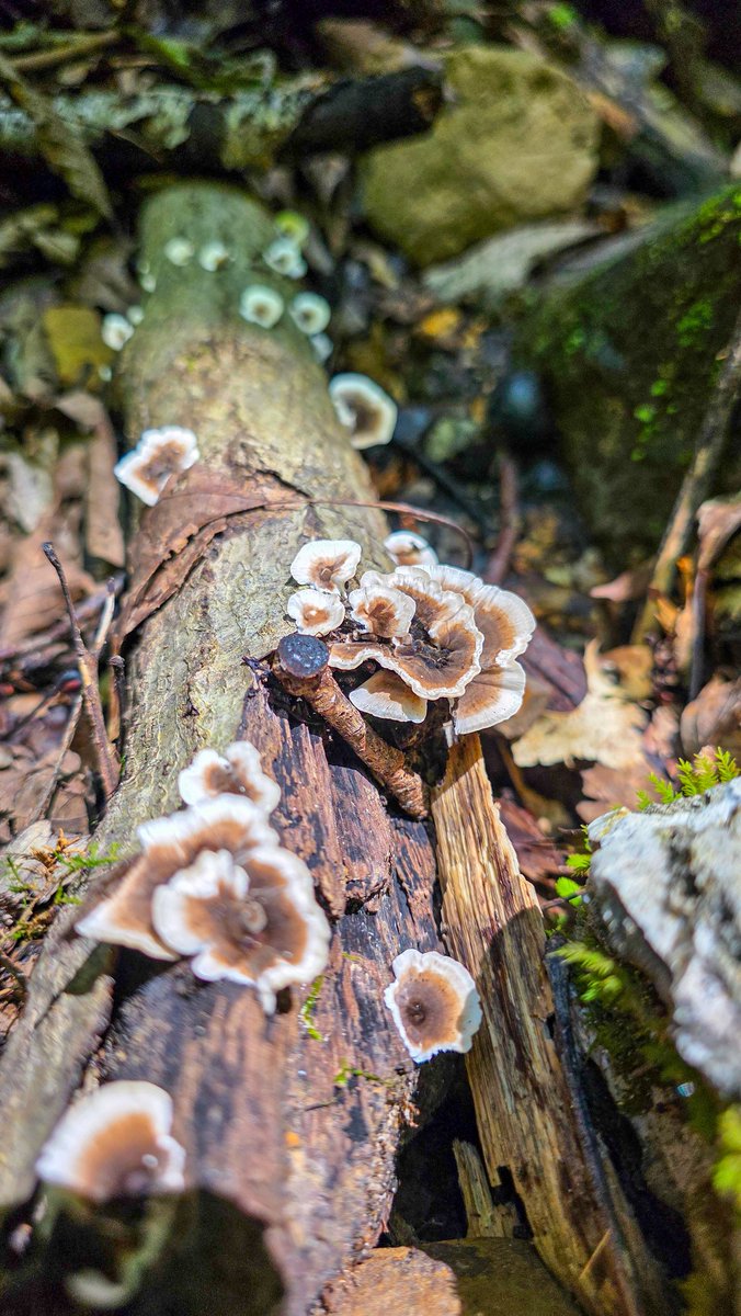 Lynchy_33's tweet photo. Found some nice fungus out in Alabama https://t.co/LtYoaviOTe