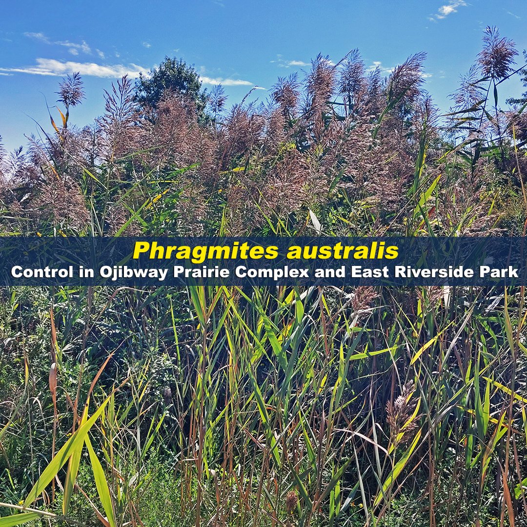 The City has contracted with the Invasive Phragmites Control Centre (IPCC) to apply herbicide to control #Phragmites australis (restricted under the Ontario Invasive Species Act) at #Ojibway Prairie Complex and East Riverside Park. Learn more here: ow.ly/6SgT50X69w7 #YQG