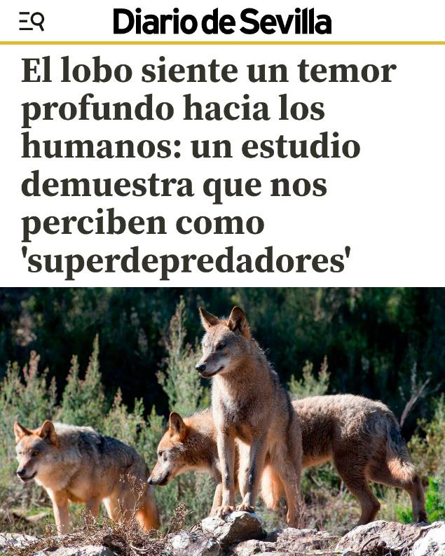PartidoPACMA's tweet photo. 🐺El lobo nos teme más de lo que podemos imaginar.

📄Un nuevo estudio demuestra que huye el doble de rápido al escuchar voces humanas que ante cualquier otro sonido. Nos percibe como lo que somos: superdepredadores que lo matan nueve veces más de lo que lo haría la naturaleza.

👉El problema no son los lobos, lo son los cazadores. ¡Protejamos al lobo y, con él, los ecosistemas!

#LoboIbérico #LoboVivoLoboProtegido #StopCaza #Biodiversidad #MaltratadoresALaCárcel #ÚneteAPACMA #ÚneteALaRevoluciónVerde