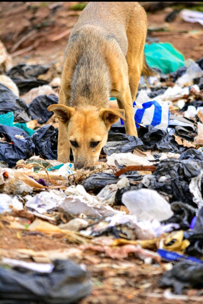 Our advocacy against plastic pollution isn't to save humanity alone but healing the entire earth.I have witnessed organisms strangled by plastic but how about the soil micro-organism?
Did you know plastics hinders plant growth?
It doesn't end here but a jeopardy of food security.