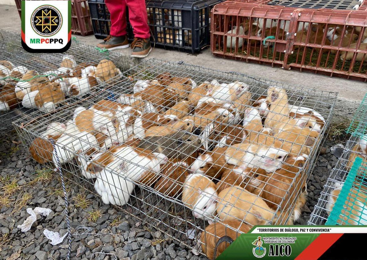 MRPC - Pueblos Pastos y Quillasingas tweet media