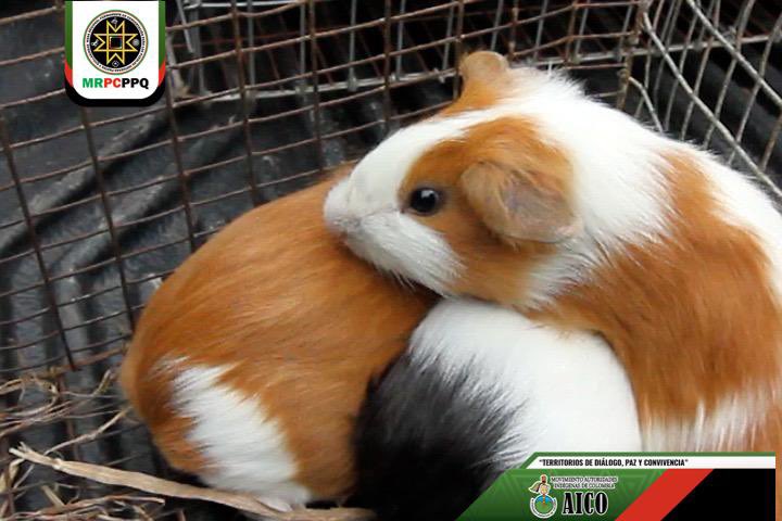 MRPC - Pueblos Pastos y Quillasingas tweet media