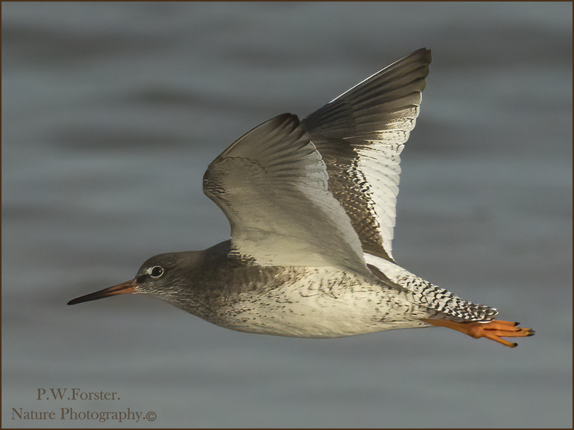 Redshank from Bran Sands recently , numbers seem to be building up .
<a href="/teesbirds1/">teesbirds</a>
<a href="/clevelandbirds/">cleveland birds</a>
<a href="/DurhamBirdClub/">Durham Bird Club</a>
<a href="/YWT_North/">Yorkshire Wildlife Trust - North Yorkshire</a>
<a href="/YorksWildlife/">Yorkshire Wildlife Trust - follow us on Bluesky 🦋</a>
<a href="/NTBirdClub/">Northumberland & Tyneside Bird Club</a>
<a href="/wildlifemag01/">WildLife Magazine</a>
<a href="/YorkBirding/">York Birding</a>
<a href="/waderquest/">Wader Quest</a>
#Nikon #forever
<a href="/Waderworld1/">Wader-World 🌍</a>
@birds
<a href="/TheSeabirdGroup/">The Seabird Group</a>
<a href="/BirdWatchingMag/">Bird Watching</a>