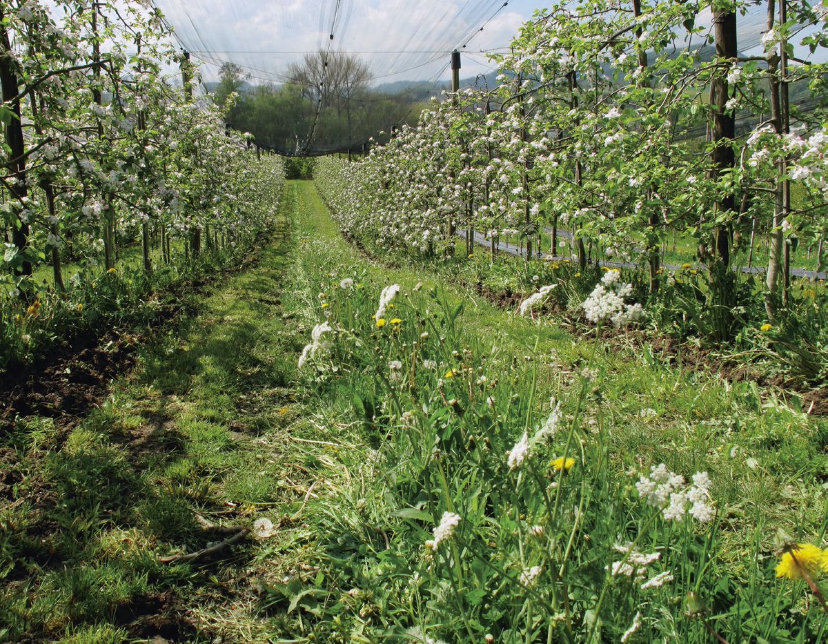 Apple orchards featuring strategically planted perennial wildflower strips have up to 61% fewer pest infestations compared to orchards without flower margins. 

This simple approach allows for dramatic pesticide reduction and higher profit margins, especially when used as part of