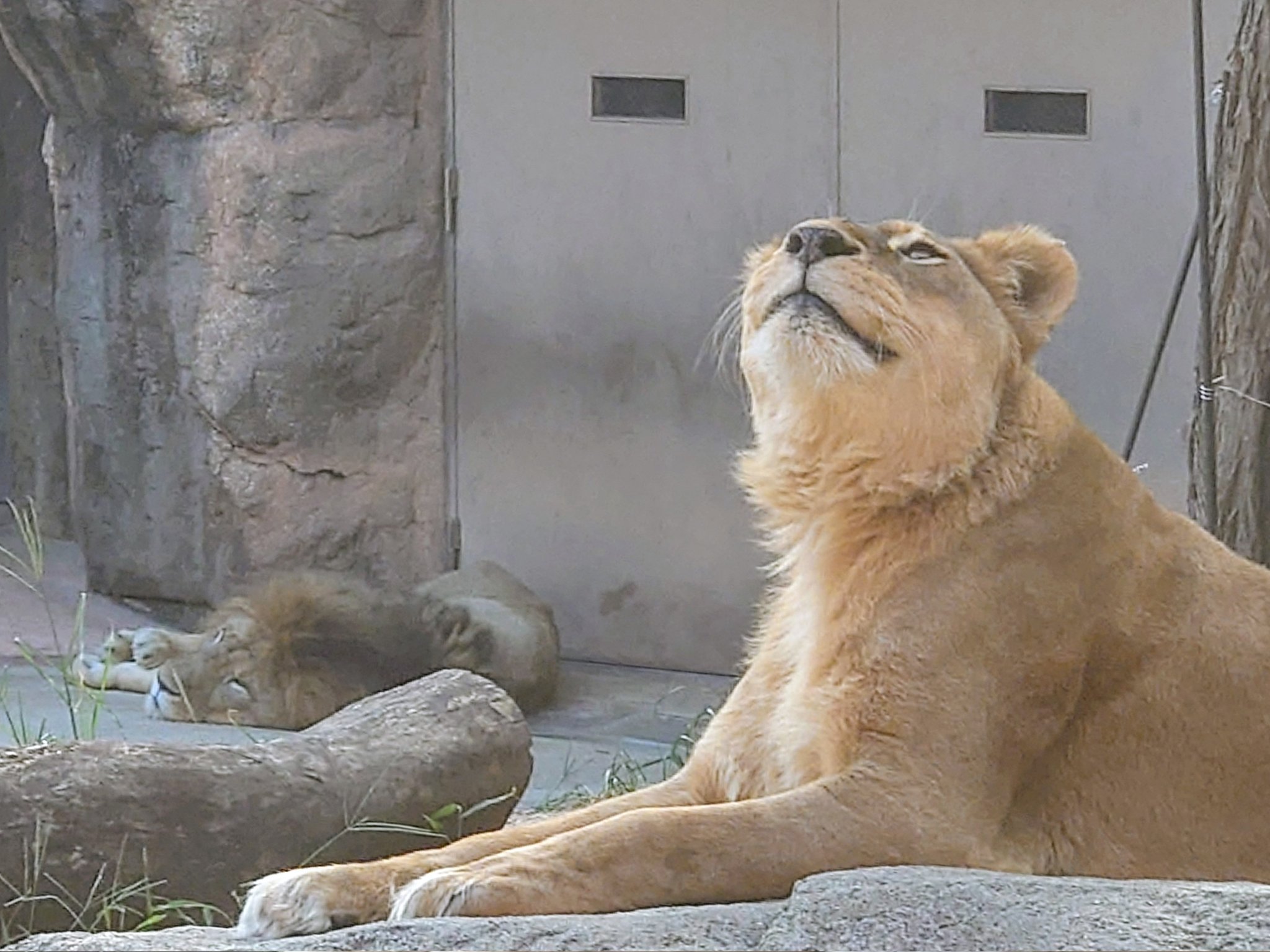 丘の上のらいおん ページ nana24 (@nana247724) / X