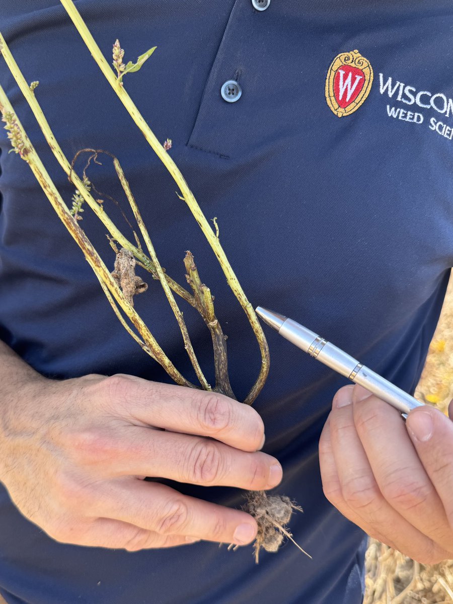 Rodrigo Werle tweet media