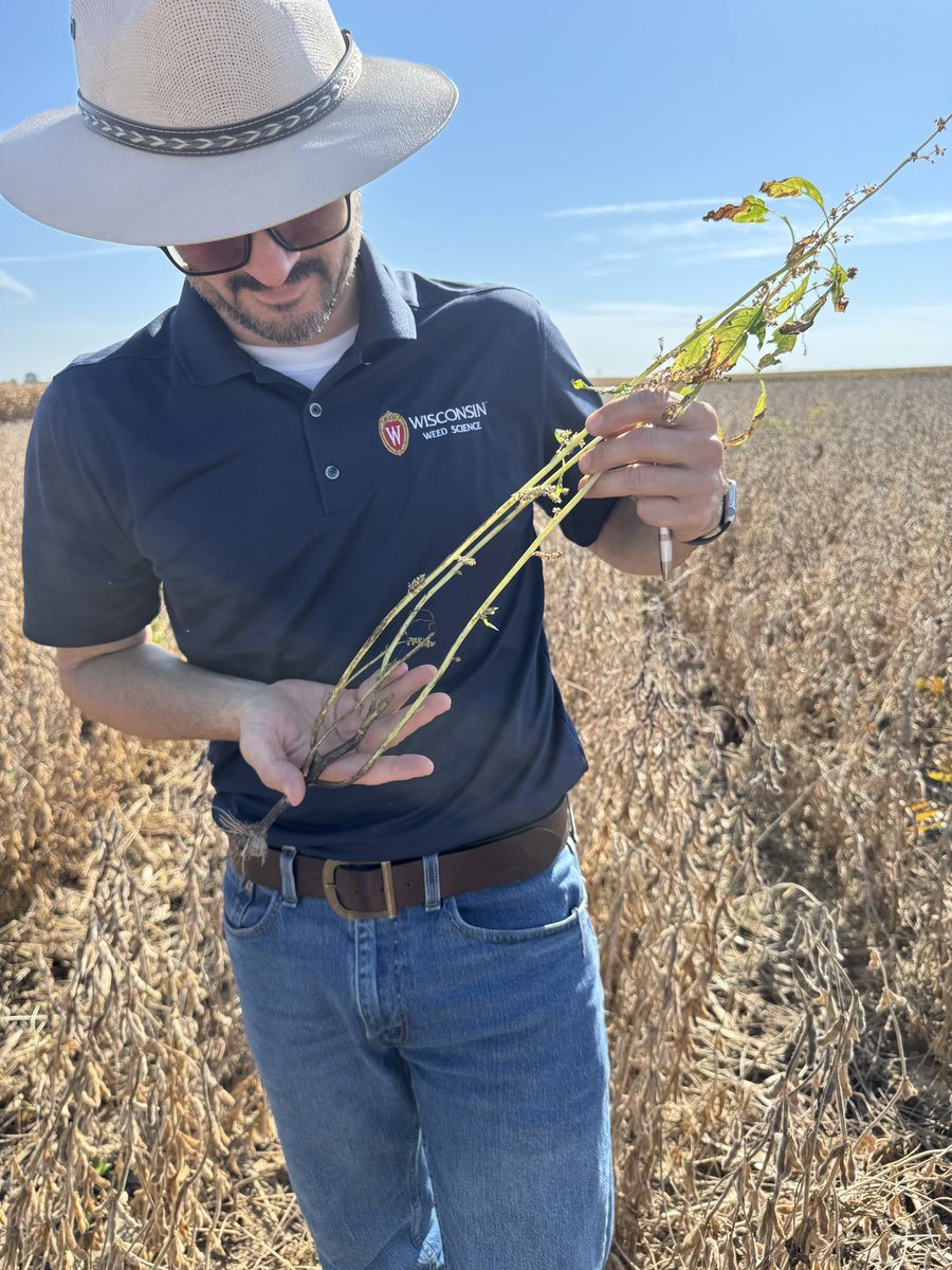 Rodrigo Werle tweet media