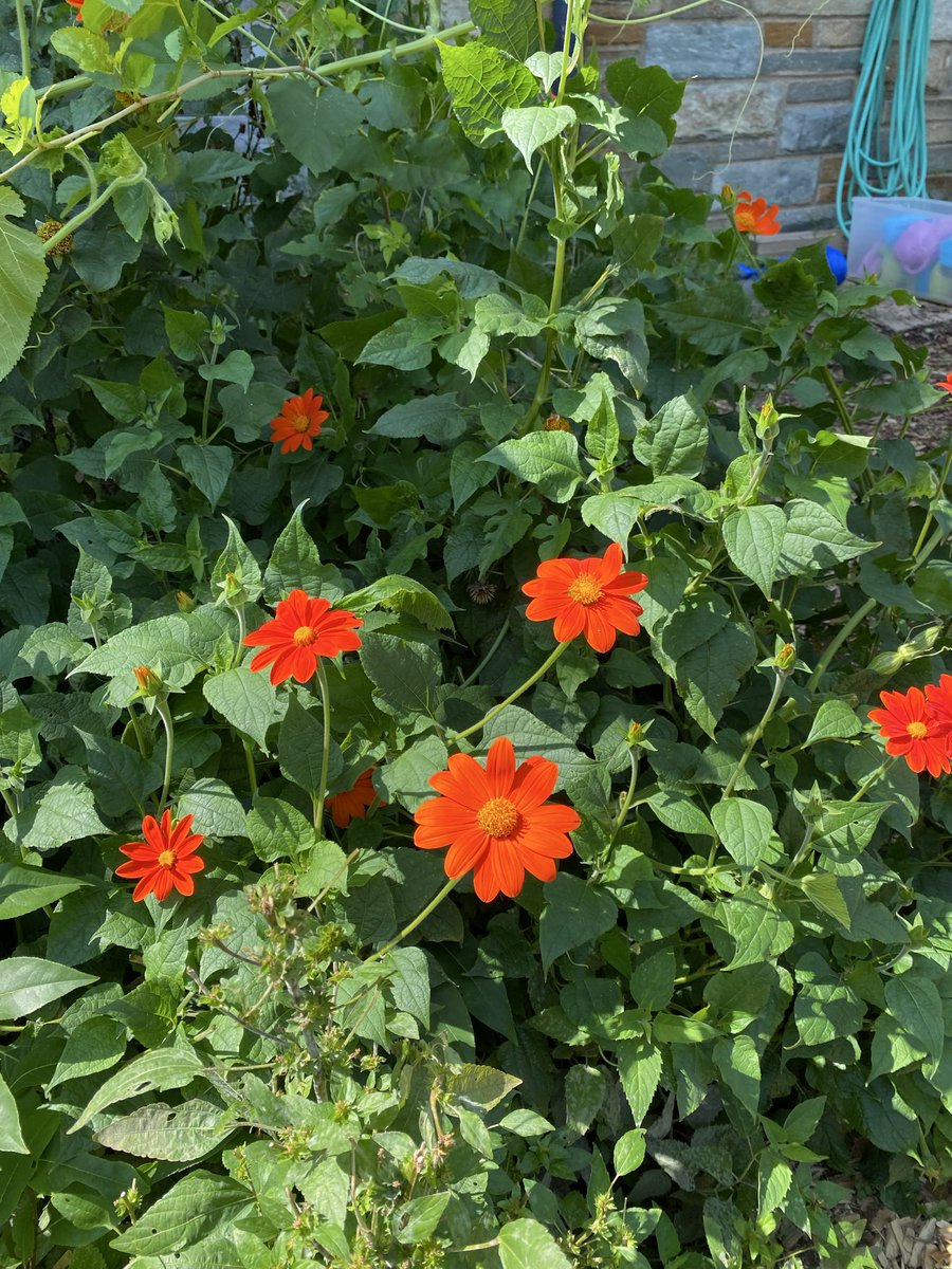 StarrShaman's tweet photo. Gotta wake up and smell the flowers. They got wisdom too. https://t.co/zXNfDP2QnI