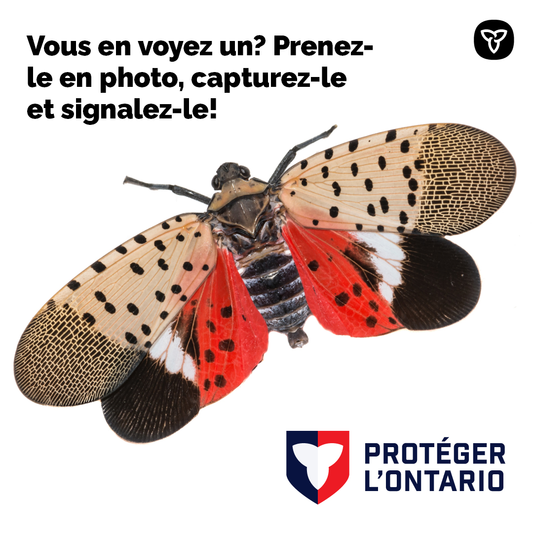 Avez-vous entendu parler du #fulgoretacheté? Aidez à prévenir l’introduction de ce ravageur envahissant en Ontario. Apprenez comment l’identifier et comment freiner sa propagation quand vous voyagez dans des zones connues comme étant infestées.

ontario.ca/fr/page/pratiq…