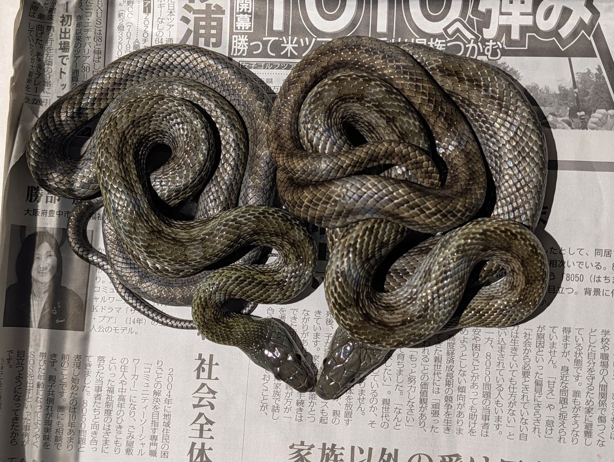 moezou6's tweet photo. ダブルアオダイショウ https://t.co/ahdxbBZHT0
