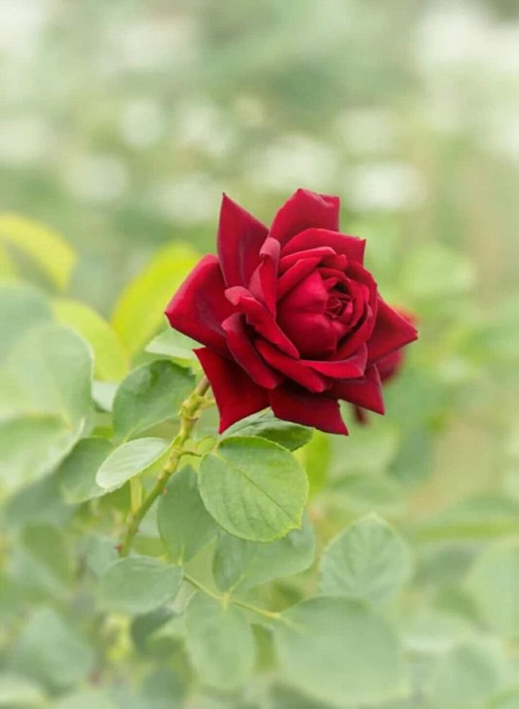 🌸 Soft hearts are stronger than they seem.
#Photography #Flowers #Rose #rose