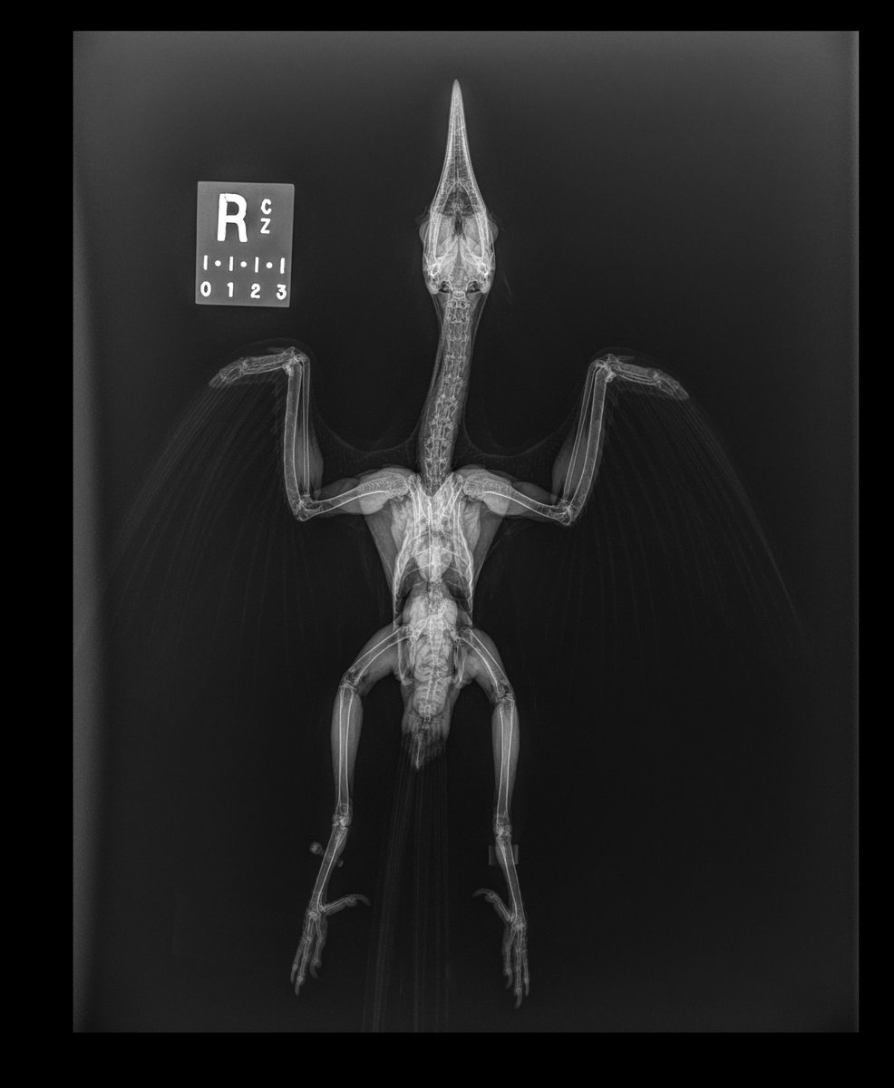 calgaryzoo's tweet photo. It’s the most fa-boo-lous time of year - #BootifulBones is back! 👏
We’re counting down to Halloween by testing your X-ray vision. 👀 Can you tell which animal is pictured in these radiographs? 🩻
Check our Instagram stories for the answer at 3 p.m.! 🦴
#YourZooYYC https://t.co/3yO9hsEuaV