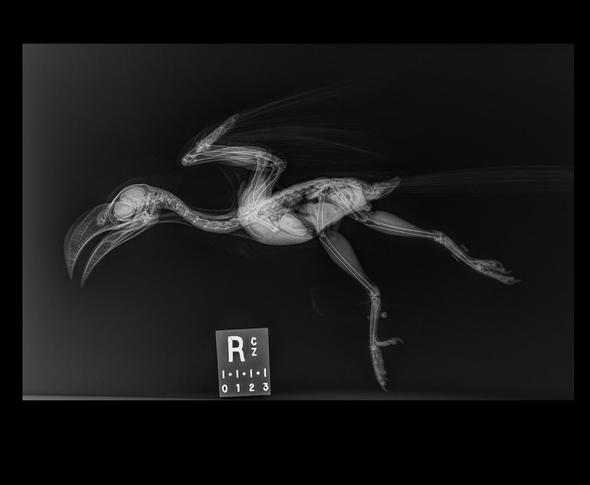 calgaryzoo's tweet photo. It’s the most fa-boo-lous time of year - #BootifulBones is back! 👏
We’re counting down to Halloween by testing your X-ray vision. 👀 Can you tell which animal is pictured in these radiographs? 🩻
Check our Instagram stories for the answer at 3 p.m.! 🦴
#YourZooYYC https://t.co/3yO9hsEuaV