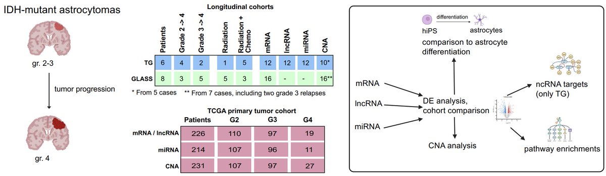 laixinking's tweet image. New preprint on IDH-mutant #astrocytomas: We analyzed rare patient samples showing grade 2-3→4 progression post-therapy. Key findings: #ncRNAs drive astrocyte dedifferentiation; tumor suppressor #miRNA let-7b-3p shows recurrent deletions; #lncRNA NEAT1 regulates ECM organization