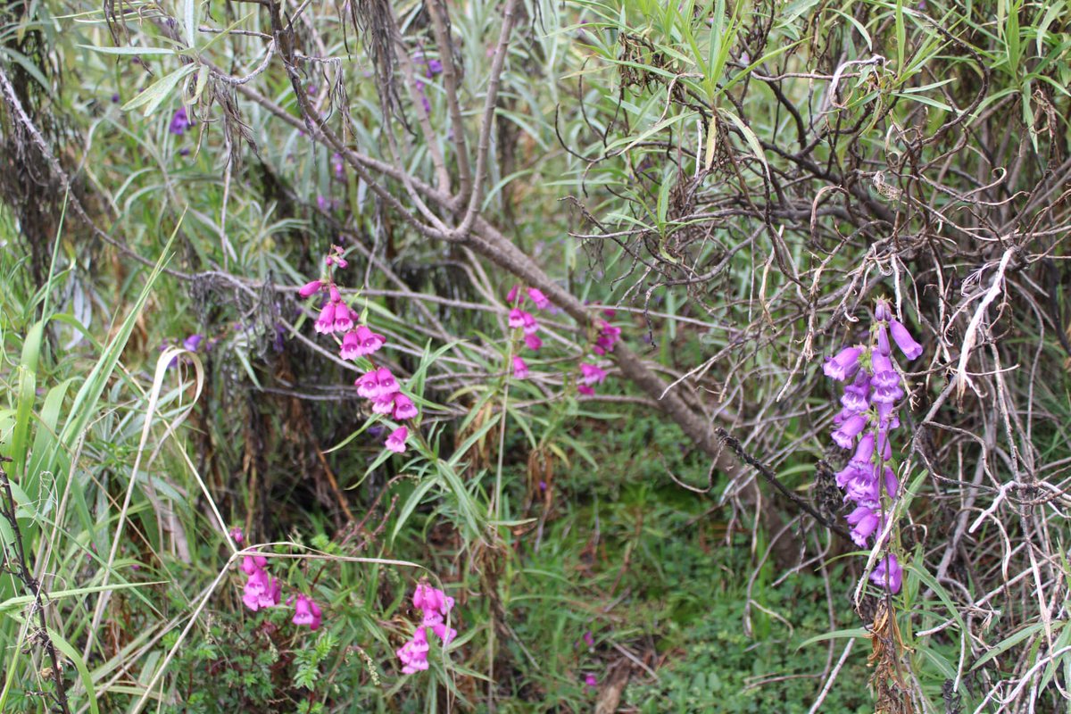 Published on-line today! de los Santos-Gómez, S.M., Ornelas, J.F. Shared history between two Penstemon (Plantaginaceae) species: potential hybridization between populations. Plant Syst Evol 311, 37 (2025). doi.org/10.1007/s00606… |Photo © Samantha M. de los Santos