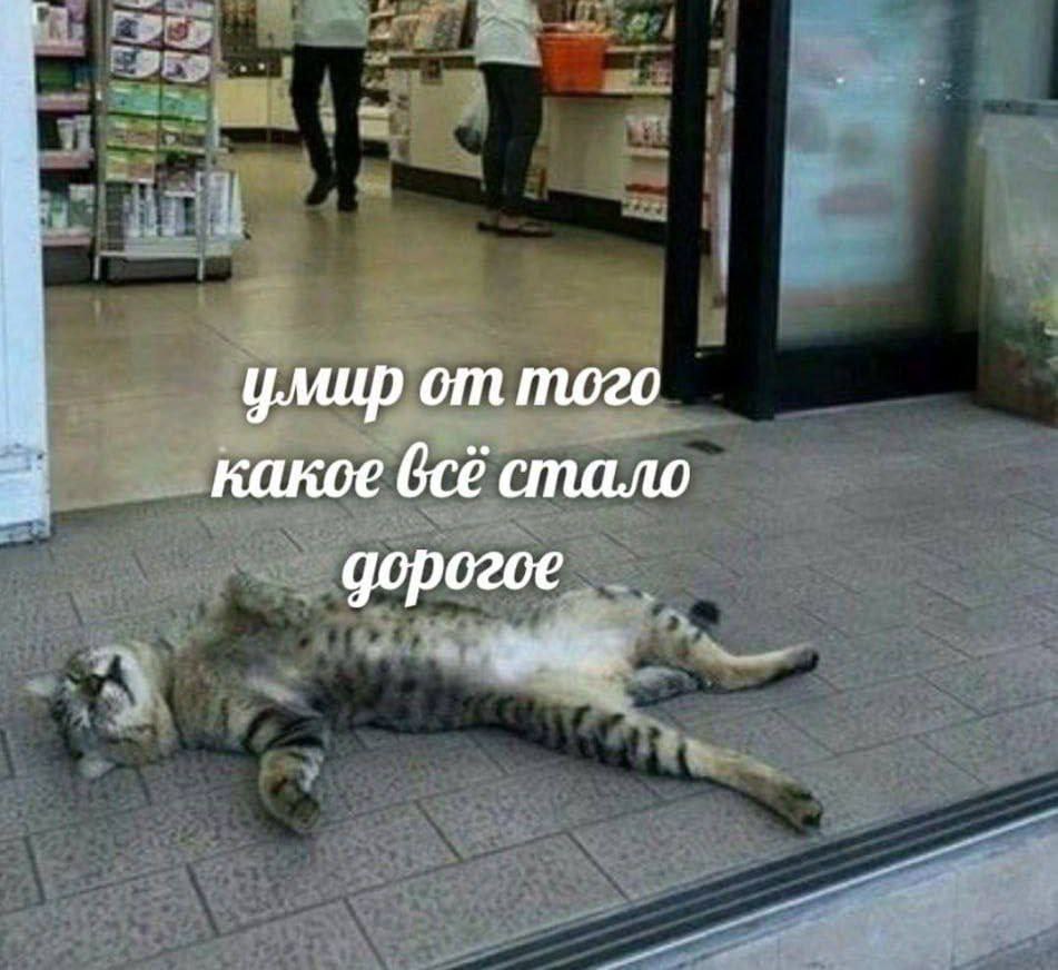cats, i love cats (@catsilcats) on Twitter photo 