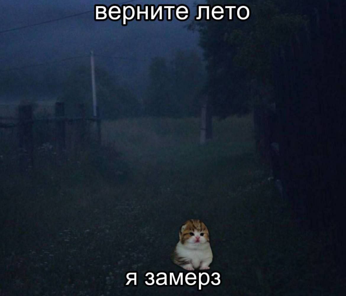 cats, i love cats (@catsilcats) on Twitter photo 