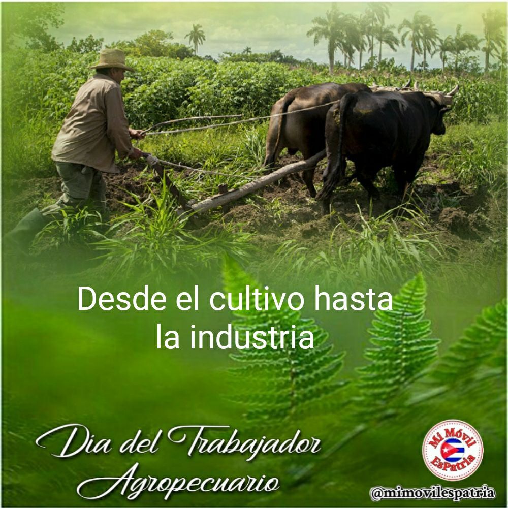 La <a href="/EAIGJ/">EAIG "Sur del Jíbaro"</a> felicita a sus trabajadores a tono con la fecha, para aquellos hombres y mujeres que logran cultivar la tierra, muchas felicidades, por el amor y empeño. @Osmel03 #LaSierpe #SanctiSpíritusEnMarcha