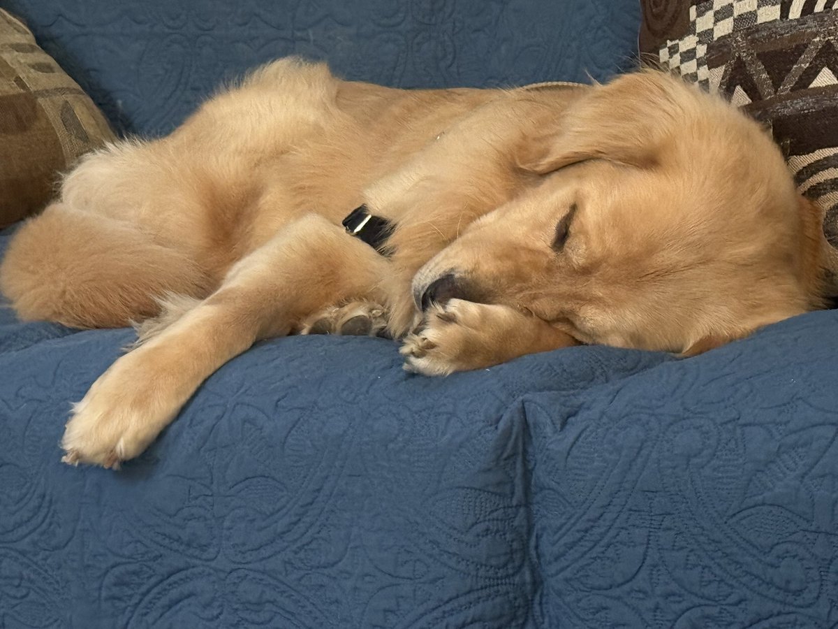 GoldenWinston44's tweet photo. Cooper joins the  #Fluffybuttfriday and #sleepybutt https://t.co/sJc2nLN1Qc