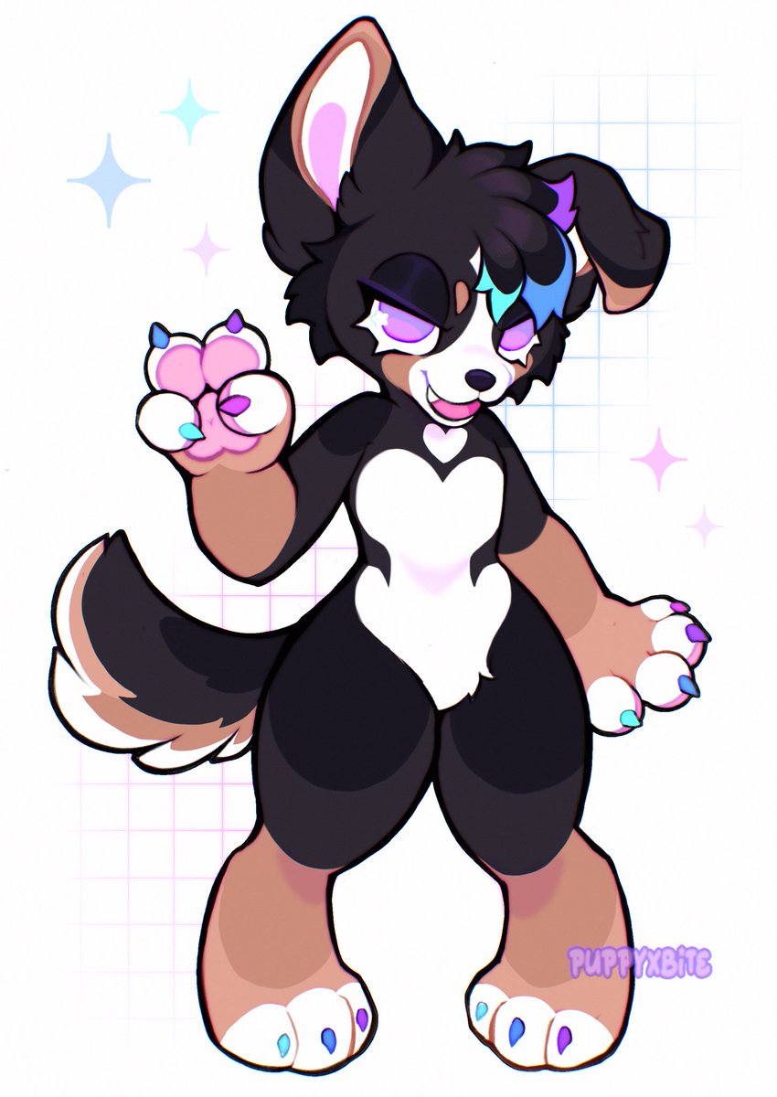 berner corgi buppy dog :3 🐾