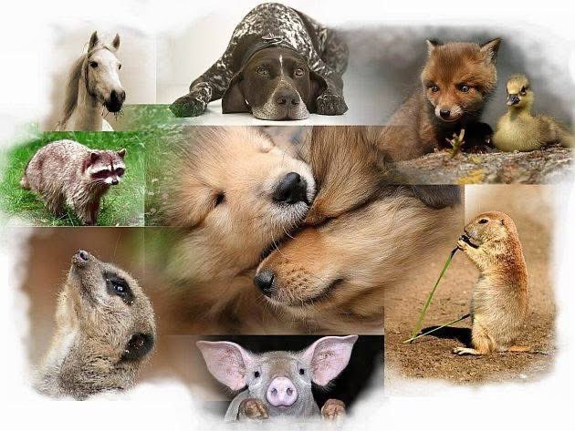 Día Mundial de los Animales se celebra cada año el 4 de octubre. El propósito central de esta fecha es recordar la importancia de las otras especies animales con quienes compartimos el planeta, quienes la mayoría de las veces son víctima de nuestro egoísmo y crueldad.