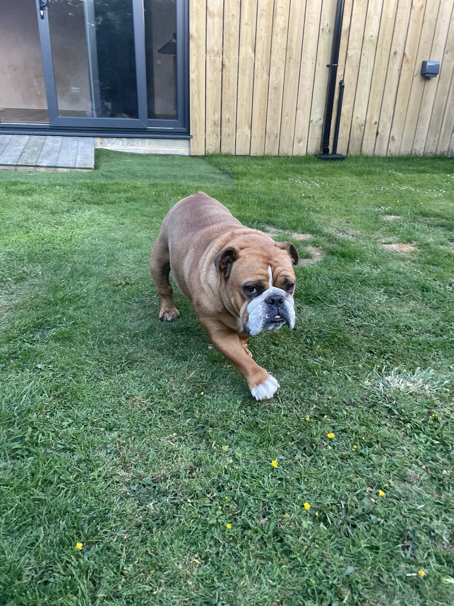 Rescue dogs for rehoming (@rescuedoggypaws) on Twitter photo Mabel is currently in #EastSussex.  She will be 6 yrs old in January and very much loves your attention when you tickle her under the chin. She was originally a breeder's bitch and gave at least 2 two litters and is Champion certificate Bulldog
savingsaintsrescueuk@outlook.com Mabel is currently in #EastSussex.  She will be 6 yrs old in January and very much loves your attention when you tickle her under the chin. She was originally a breeder's bitch and gave at least 2 two litters and is Champion certificate Bulldog
savingsaintsrescueuk@outlook.com