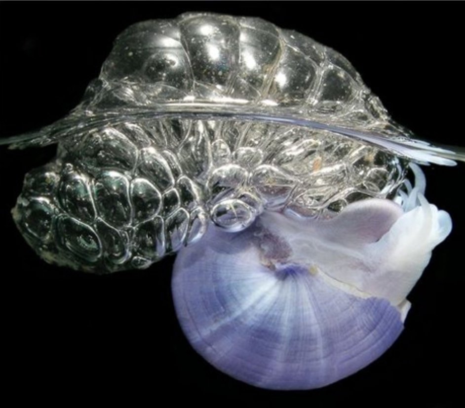bio_AGCT's tweet photo. No. 60 脆いのに自ら海に浮く貝
【アサガオガイ】

・温暖な海に棲む体長2~4㎝の巻き貝
・貝殻は紫で脆い
・足から出す粘液で泡を作り海面に浮かぶ
・同じく海面を浮くカツオノエボシを餌とする
・紫はカツオノエボシが持つ青い色素由来���する説もある
#生き物 #巻き貝 #アサガオガイ #カツオノエボシ https://t.co/X8UNGwKbgX