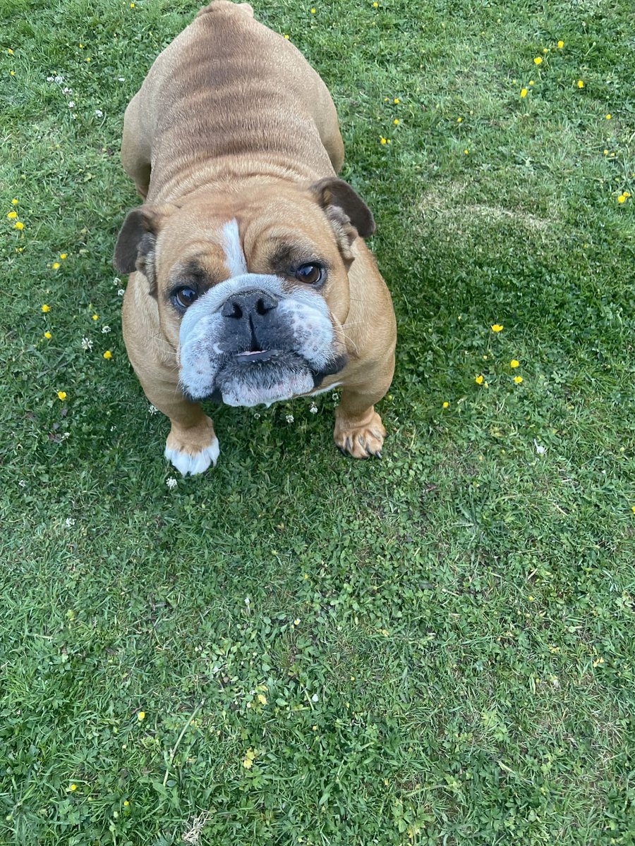 Rescue dogs for rehoming (@rescuedoggypaws) on Twitter photo Mabel's persistent for your attention either barking at you or making noises and knows when it's time for tea! Also a great snorer. Mabel has a great character with some cute stubbornness.
Able to live with children aged 12 and above
savingsaintsrescueuk@outlook.com
#Newhaven Mabel's persistent for your attention either barking at you or making noises and knows when it's time for tea! Also a great snorer. Mabel has a great character with some cute stubbornness.
Able to live with children aged 12 and above
savingsaintsrescueuk@outlook.com
#Newhaven