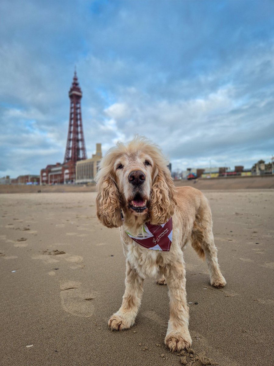 Albert and I are excited to let you know we’ve officially started The Great British Dog Walk to raise funds for <a href="/HearingDogs/">Hearing Dogs for Deaf People</a> for Deaf People 🐾🥾✨😁

If you’d like to find out more about why we’re doing this and support us, here’s our fundraising page:
events.hearingdogs.org.uk/fundraisers/Sa…